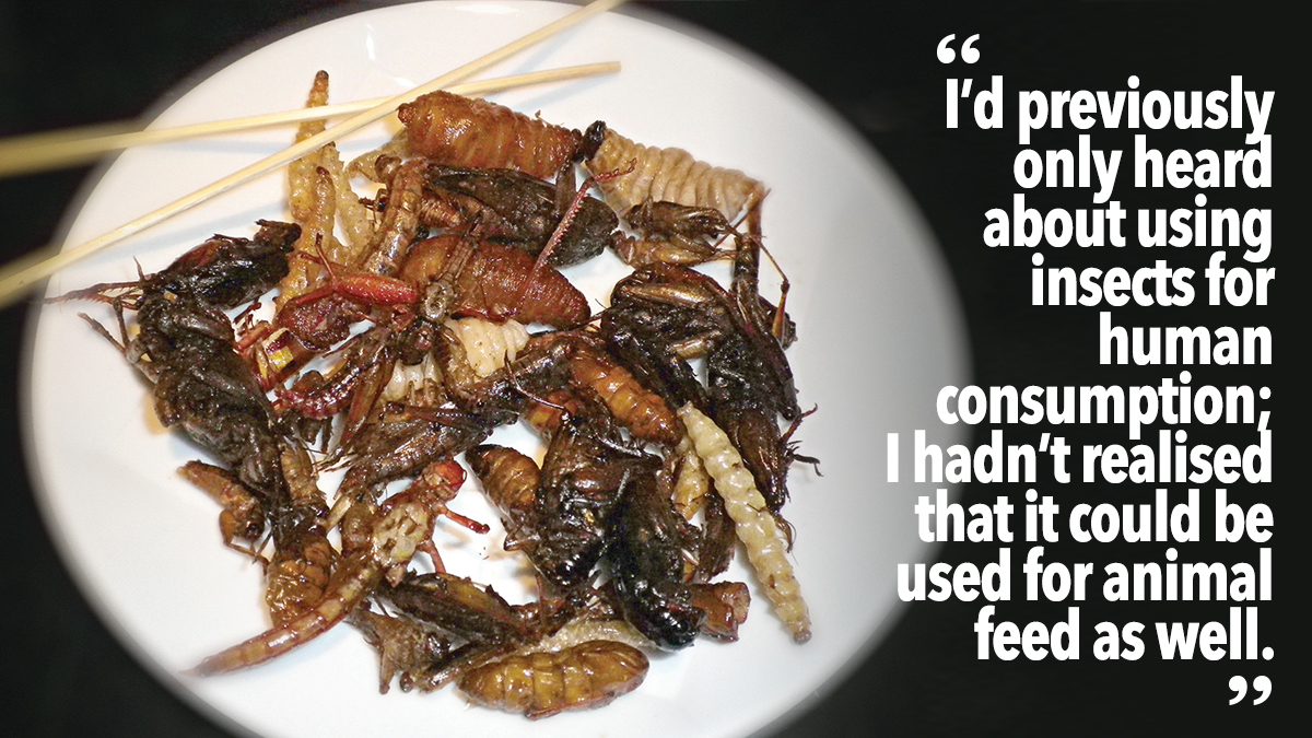 Insects for human consumption